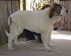 Senda